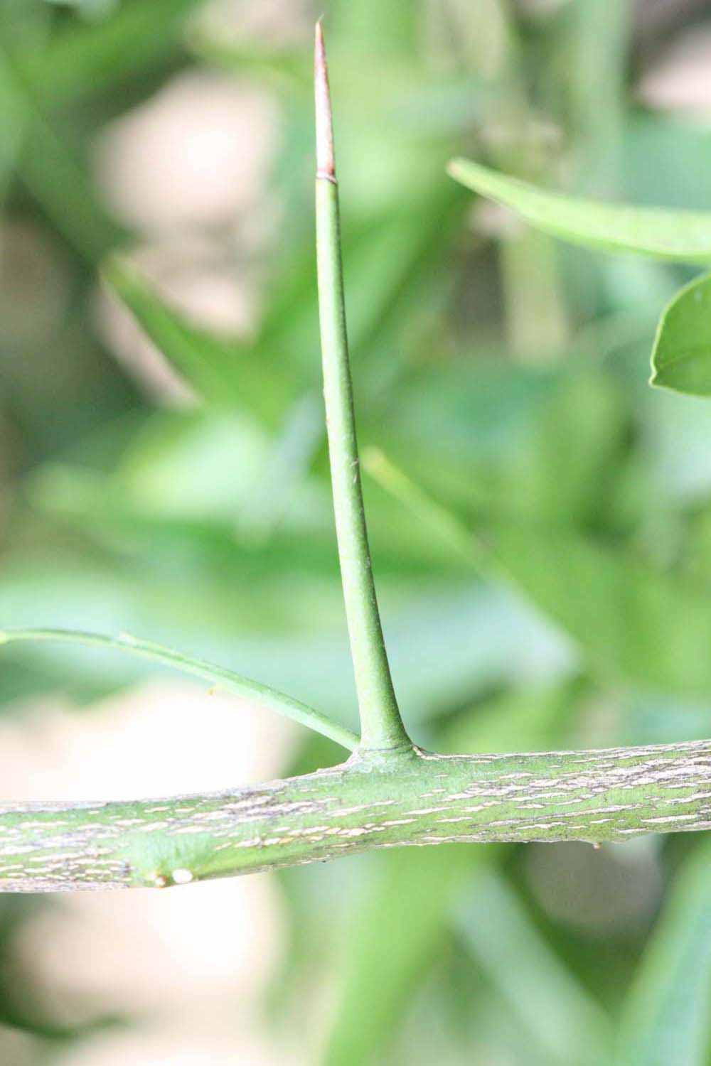              Thorn (Riverside, CA)       